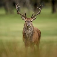 Red Deer Stag 2