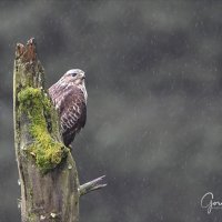Buzzard in the Rain