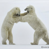 Frosty Confrontation