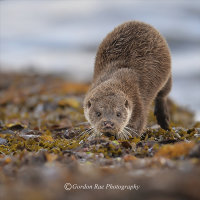 West Coast Otter