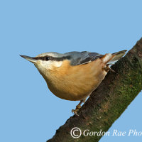 Nuthatch