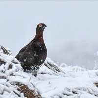 Red Grouse in Winter