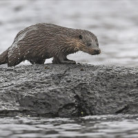 Mull Otter 5