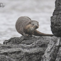 Mull Otter 2
