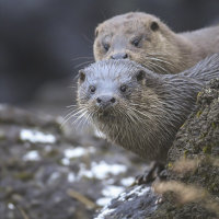 Mull Otters 3