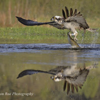 Reflections