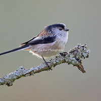 Long Tailed Tit on Twig