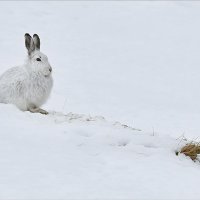 Mountain Hare on Hillside
