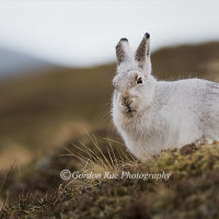 - Winter Wildlife Tour