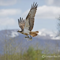Cairngorm Flypast