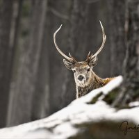 Red Deer in Forest