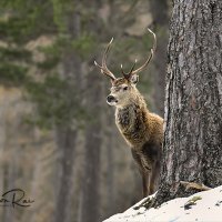 Red Deer in Pine Forest