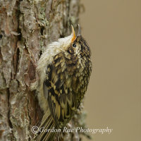 Juvenile Treecreeper Calling