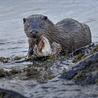 Mull Otter 8