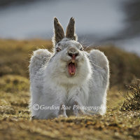 Laughing Hare