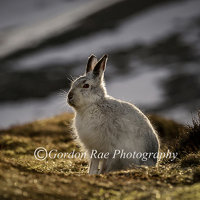 Laughing Hare