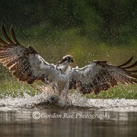 Osprey Fishing in Evening Light