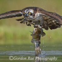 Osprey with Catch