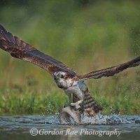 Osprey with Fish