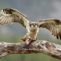 Osprey with Lunch