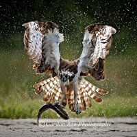 Osprey with Trout