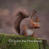 Red Squirrel 9