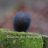 Red Squirrel 10