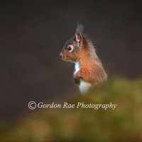 Red Squirrel 2