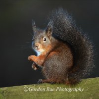Red Squirrel 3