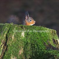 Red Squirrel 4