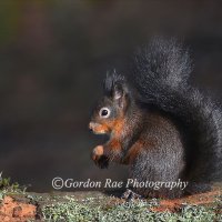 Red Squirrel 5