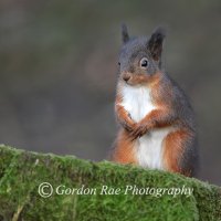 Red Squirrel 6