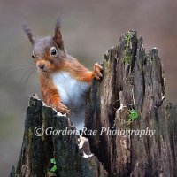 Red Squirrel 7