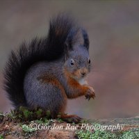 Red Squirrel 8
