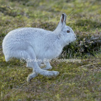 Running Mountain Hare