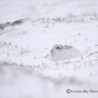 Mountain Hare in Snowstorm