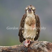 Startled Osprey
