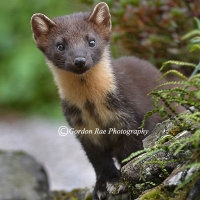 - Pine Martens