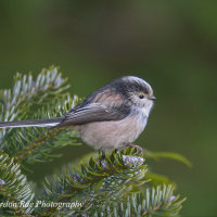 Long Tailed Tit