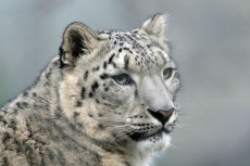 Snow Leopard at Marwell