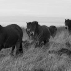 Exmoor ponies