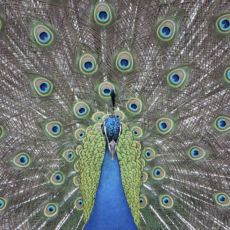 Exbury Gardens Peacock