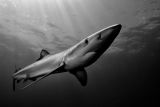 Cape Town Blue Sharks