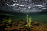2012 Denver Audobon International Photography Competition