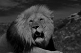 Coming Soon - African Mammals and birds from The Karoo, South Africa