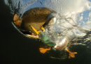 Los Angeles International Underwater Photography Competition