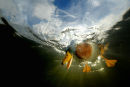 Shell Wildlife Photographer of the Year 2007
