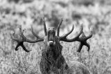 2013 Denver Audobon International Photography Competition