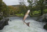 The Salmon Run