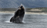 Southern Right Whales, Hermanus, South Africa